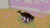 猫咪 足球 翻滚 搞笑