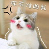萌宠 喵星人 你不准凶我 生气 搞怪 逗