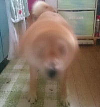 柴犬 动物 狗 萌 摇头
