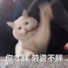 萌宠 喵星人 你才胖呢 我一点也不胖 傲娇 可爱