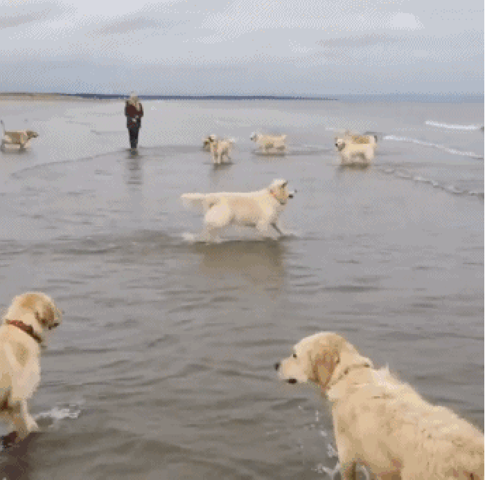 动物 海边 玩耍 群体
