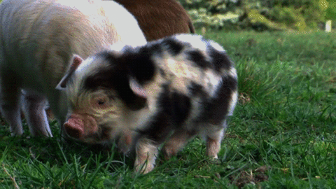 猪崽 抖动 可爱 草地