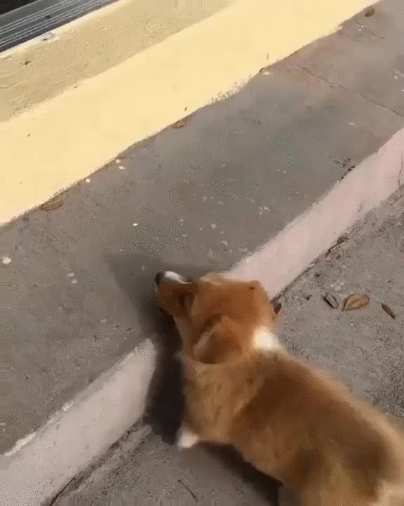 柯基 上楼梯 蠢萌 搞笑 corgi