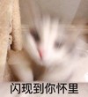 萌宠 猫星人 闪现到你怀里 开心 呆萌 可爱