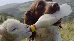 汪星人 有爱 羊 喝奶