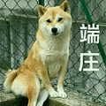 狗 端庄