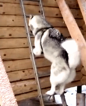 狗狗 梯子 爬行 可爱