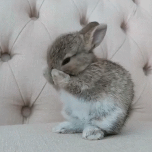 兔兔 洗脸 可爱 干净