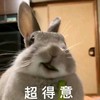 萌宠 小兔子 超得意 开心 呆萌 可爱