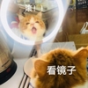 萌宠 喵星人 看镜子 滚 呆萌 搞怪