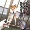 萌宠 汪星人 看错你了 你居然沉迷学习 调皮 搞怪