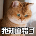 猫 萌宠 我知道错了 伤心