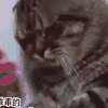 猫 卖萌 可爱 搞怪 搞笑