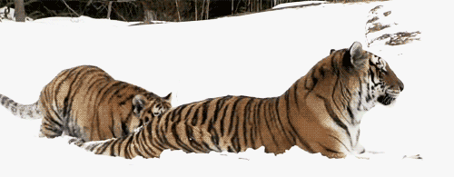 老虎  突袭  爱 动物 雪 拥抱