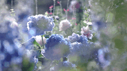 鲜花 蓝色 美丽 漂亮
