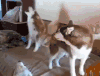 萌宠 狗 汪星人 柴犬
