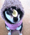 狗狗 穿衣服 可爱 吃东西
