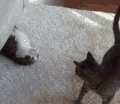 猫咪 搞笑 可爱 玩闹