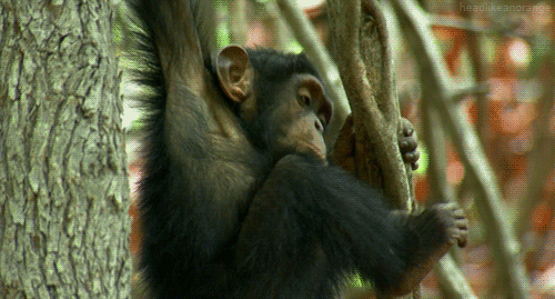 猩球崛起 动物 大猩猩 黑猩猩 如何种植一颗行星