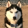 萌宠 汪星人 叛逆 凝视 搞怪 逗