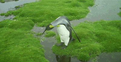企鹅 走路 蠢萌 跃过