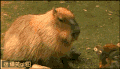 天竺鼠 猴子 猴拳 懵逼 我打 萌