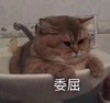 萌宠 猫星人 委屈 难受 呆萌 可爱