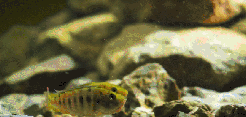尼罗河-终极之河 纪录片 蓝鲷 鱼类动物