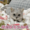萌宠 猫咪 猫 喵星人 新年 元旦 我的新年礼物呢 撩 soogif soogif出品