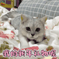 萌宠 猫咪 猫 喵星人 新年 元旦 我的新年礼物呢 撩 soogif soogif出品