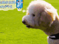 萌主来了