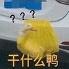 萌宠 鸭子 干什么鸭 搞怪 逗