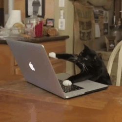 猫咪 玩电脑 搞笑 可爱
