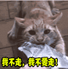 我不走 我不要走 抓狂 耍赖