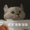 萌宠 猫星人 富婆 饿了 呆萌 可爱