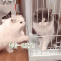 萌宠 猫星人 搞怪 沙雕 逗