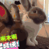 可爱 萌宠 搞笑 萌萌哒