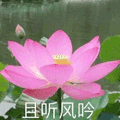 莲花 沙雕莲花 且听风吟