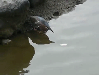 鸟 机智 喝水 有鱼