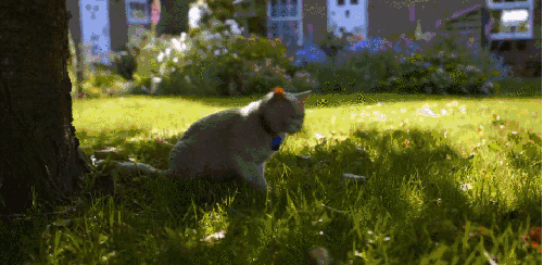 BBC 对猫的发现 纪录片 草坪 阳光