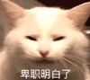 萌宠 猫星人 卑职明白了 开心 呆萌 可爱