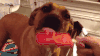 狗 冰淇淋 舔 享受 可爱 dog