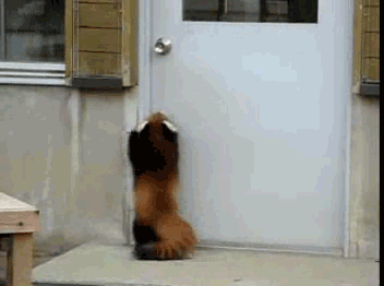 红熊猫 蹦跳 开门 可爱