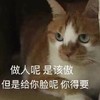 萌宠 猫星人 做人呢 要低调 呆萌 可爱