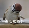 萌宠 小鸟 歪头 乖巧 搞怪 逗