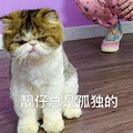 萌宠 猫咪 猫 喵星人 靓仔总是孤独的 伤心