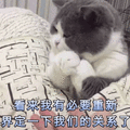 猫 关系 必要