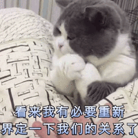 猫 关系 必要 可爱 呆萌