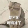 萌宠 喵星人 我不困 可精神了 搞怪 呆萌
