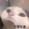 萌宠 猫星人 不理笨蛋 生气 呆萌 可爱